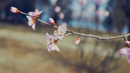 Blooming spring flowersの写真素材
