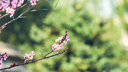 flowering peach blossom close up viewの写真素材