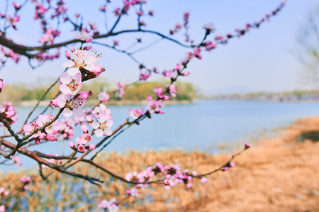 flowering peach blossom close up view