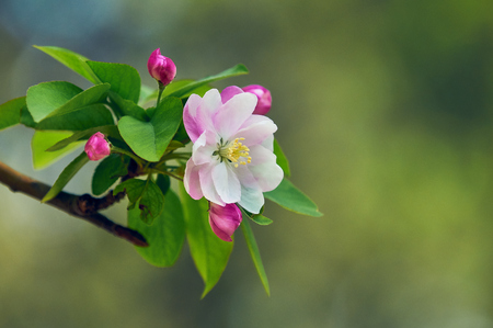 flowering peach blossom close up viewの写真素材