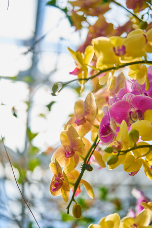 Phalaenopsisの写真素材