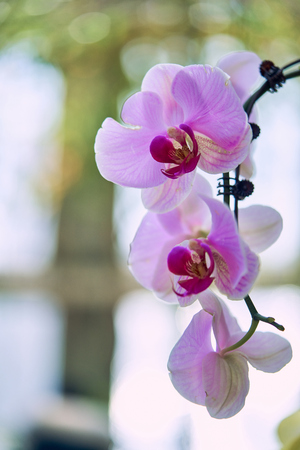 Phalaenopsisの写真素材