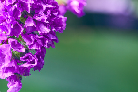 Blooming spring flowersの写真素材