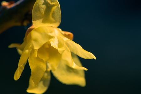 Blooming plum blossomの写真素材