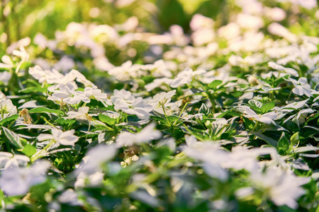 Blooming spring flowersの写真素材