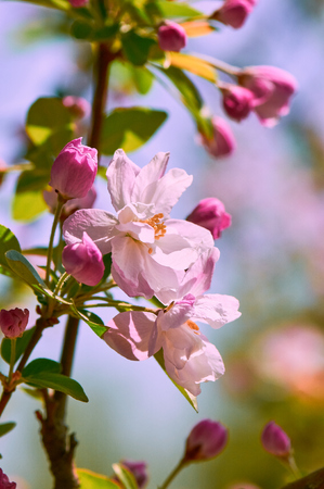 crabapple flowersの写真素材