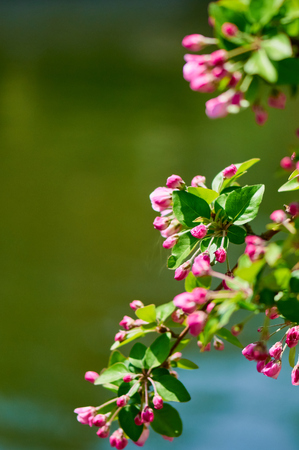 crabapple flowersの写真素材