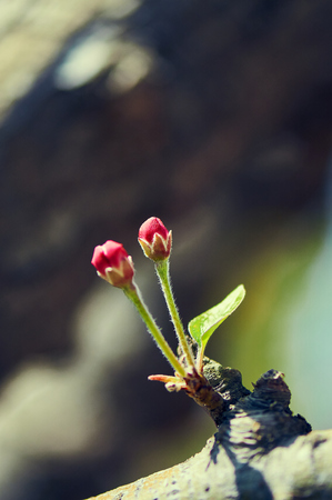crabapple flowersの写真素材