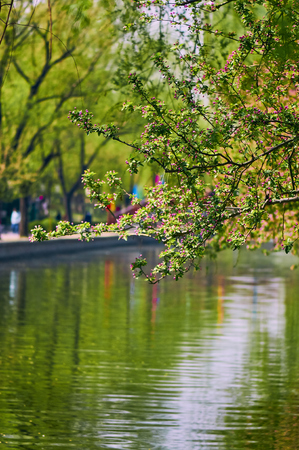 crabapple flowersの写真素材