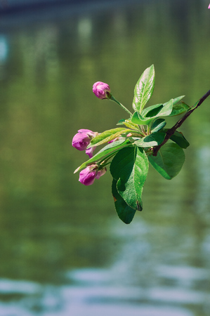 crabapple flowersの写真素材