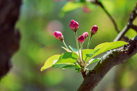 crabapple flowersの写真素材