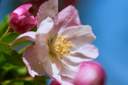 crabapple flowersの写真素材