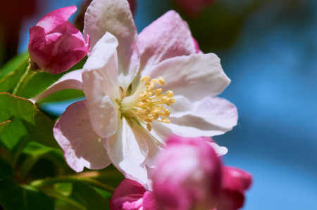 crabapple flowersの写真素材