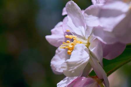 crabapple flowersの写真素材