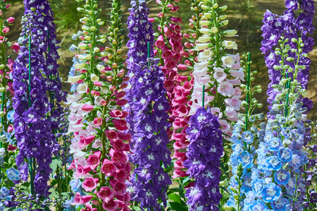 Blooming spring flowersの写真素材