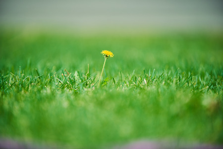 Blooming spring flowersの写真素材