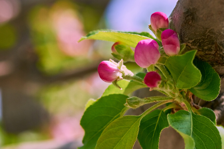 crabapple flowersの写真素材