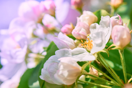 crabapple flowersの写真素材