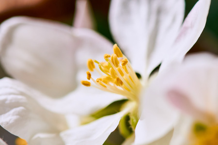 crabapple flowersの写真素材