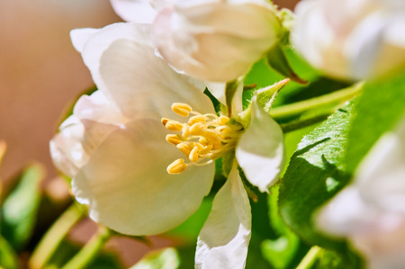crabapple flowersの写真素材