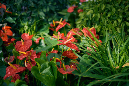 Blooming spring flowersの写真素材