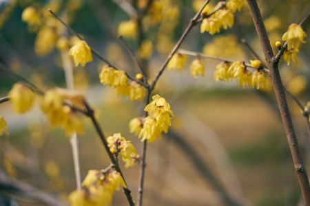 Wintersweet Flowerの写真素材