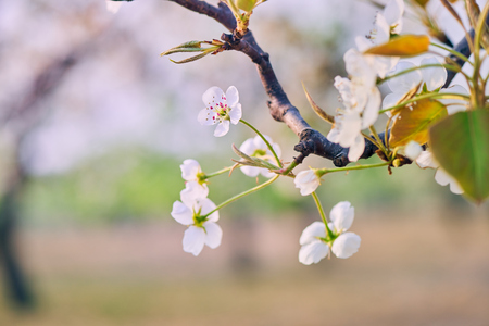 Blooming pear flowersの写真素材