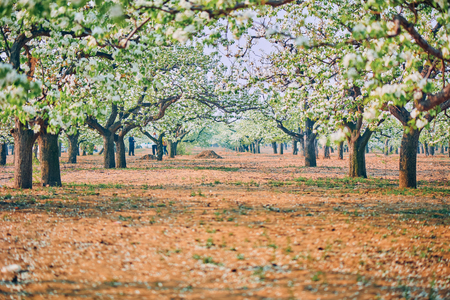 Blooming pear flowersの写真素材