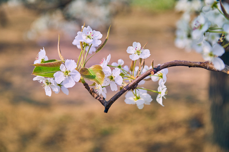 Blooming pear flowersの写真素材