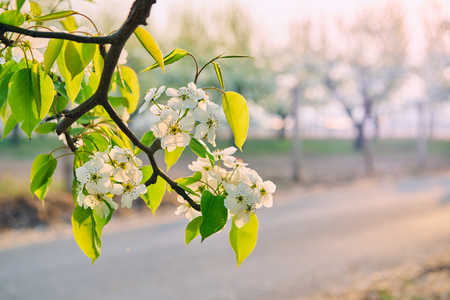 Blooming pear flowersの写真素材