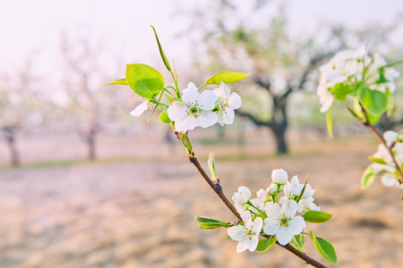 Blooming pear flowersの写真素材