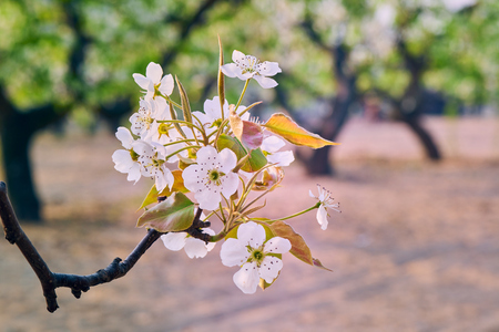 Blooming pear flowersの写真素材