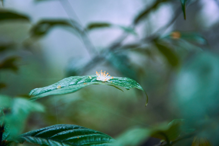 Blooming spring flowersの写真素材