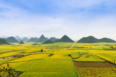 Rape flower fieldの写真素材