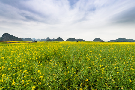 Rape flower fieldの写真素材