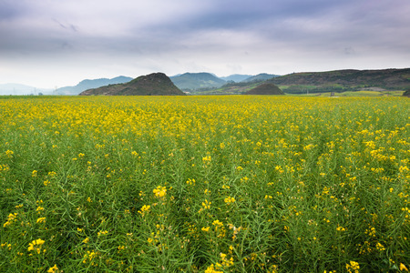 Rape flower fieldの写真素材