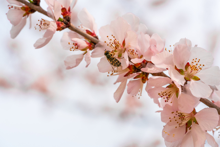 flowering peachの写真素材