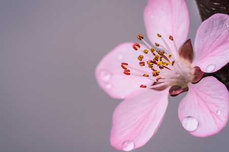 flowering peachの写真素材