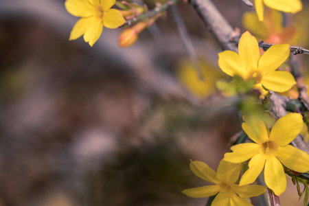 The blooming flower of the springの写真素材