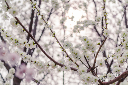 flowering peachの写真素材