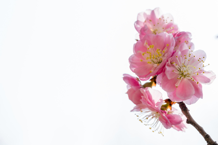 The bloom of flowersの写真素材