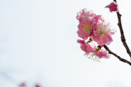 The blooming  flowersの写真素材