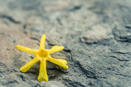 yellow flower falls on a stone groundの写真素材