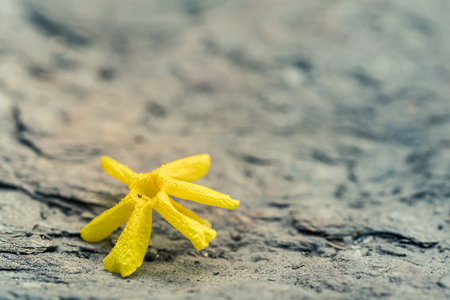 yellow flower falls on a stone groundの写真素材
