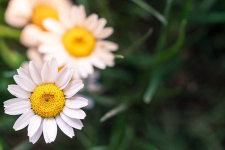 Small white daisyの写真素材