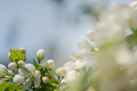 Begonia Huaxi flowerの写真素材