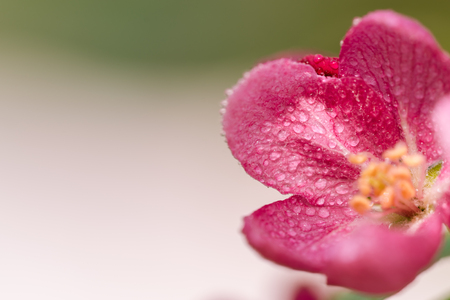 Begonia Huaxi flowerの写真素材