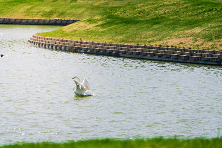 swan at lakeの写真素材