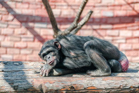 Lazy chimpanzee