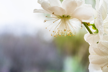 White peach blossomの写真素材
